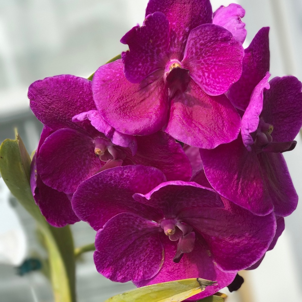 Meet your Posher, Yolanda